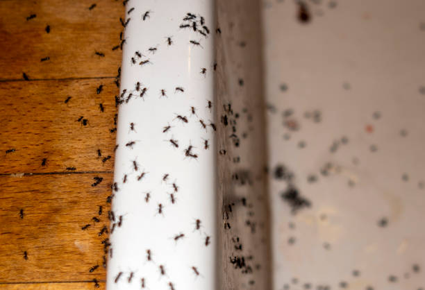 Professional Pest Control in Medford, MA